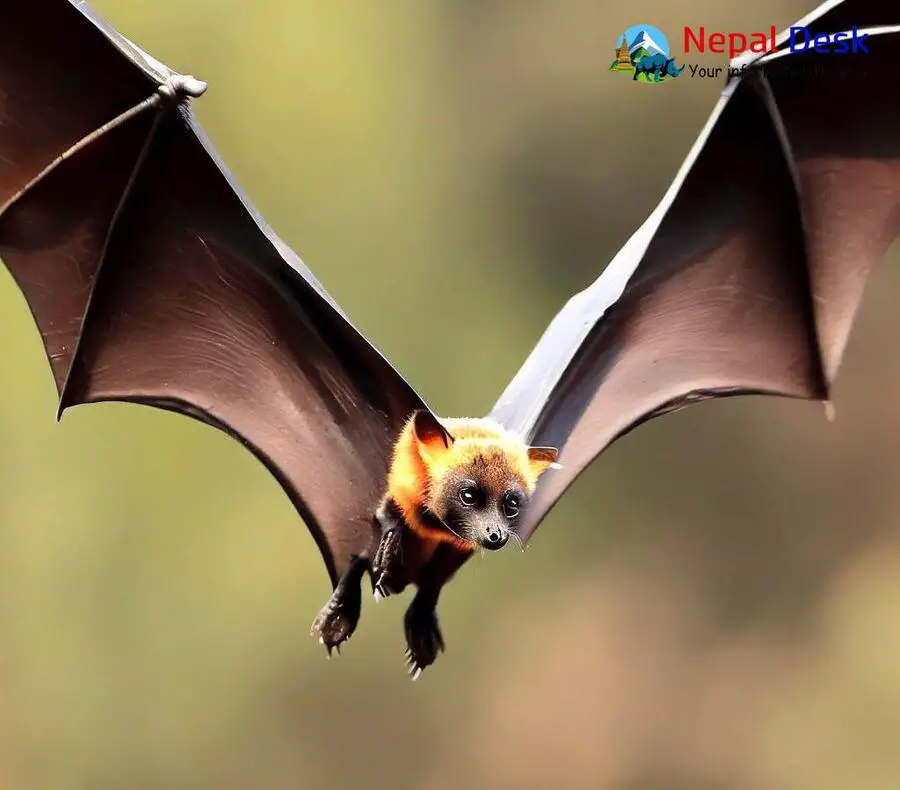 Indian Flying Fox | Nepal Desk